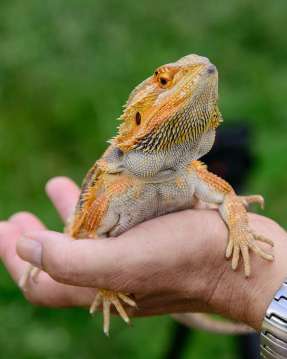 A person holding a bearded dragon