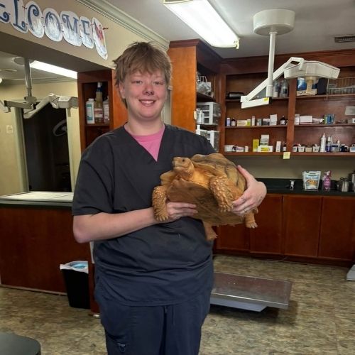 a vet staff gently holds a brown turtle 