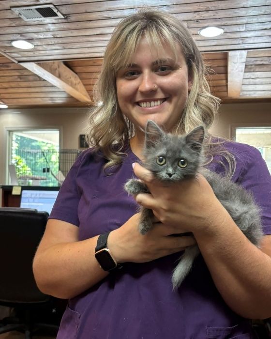 a vet staff holding a wide-eyed gray kitten