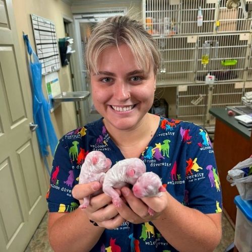 a vet staff gently holds three newborn rodents